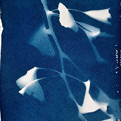 In situ – Cyanotypes